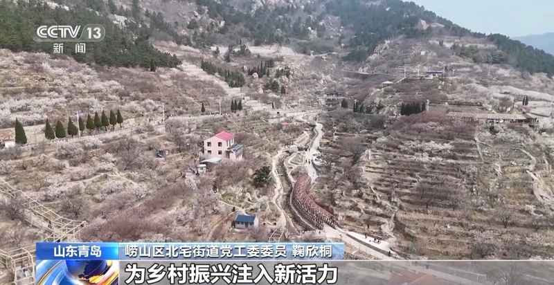  春风拂面花开遍野；赏花之旅带动乡村消费热潮。 文化旅游