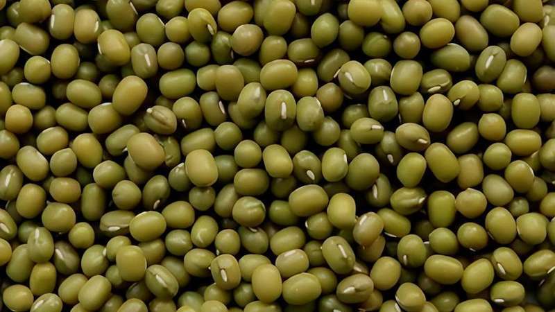  被忽视的天然代谢调节剂：绿豆降脂的底层逻辑发现 IT技术 被忽视的天然代谢调节剂：绿豆降脂的底层逻辑发现 IT技术 被忽视的天然代谢调节剂：绿豆降脂的底层逻辑发现 IT技术