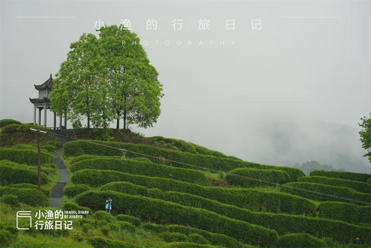 【技术深度】西安3H自驾圈内的茶园秘境：江塝茗园地理区位与茶业生态全解