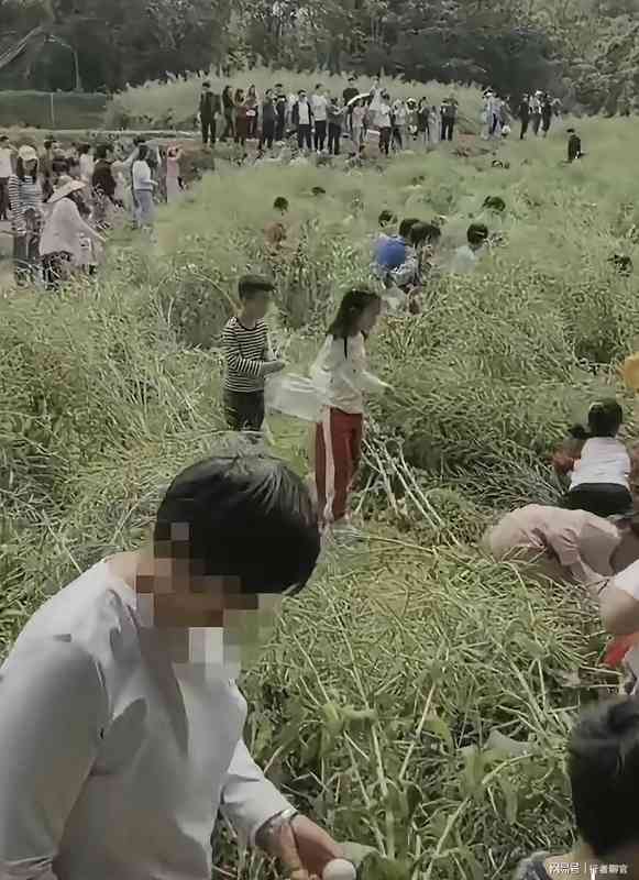  从油菜田踩踏事件审视儿童自然教育的系统性失败 教育招生