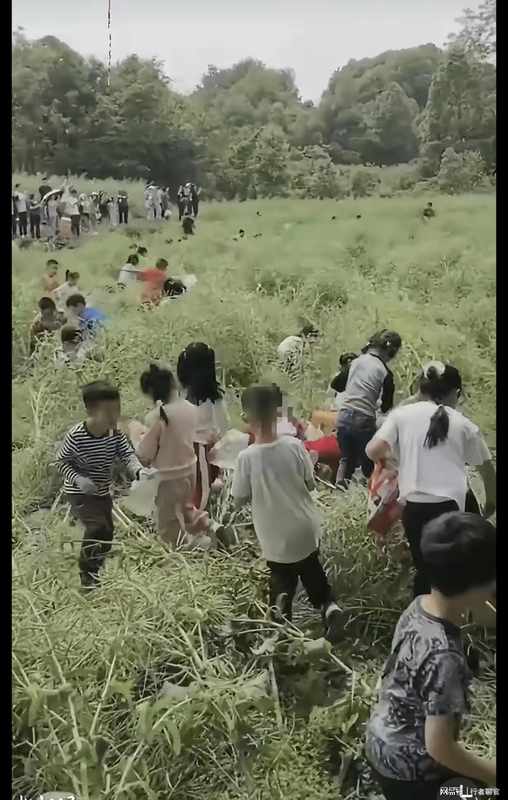  从油菜田踩踏事件审视儿童自然教育的系统性失败 教育招生