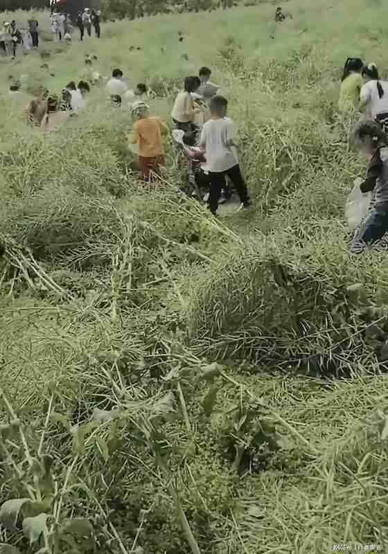  从油菜田踩踏事件审视儿童自然教育的系统性失败 教育招生