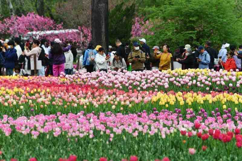  深度解析：国家植物园8000㎡郁金香花海背后的花卉科技密码 文化旅游