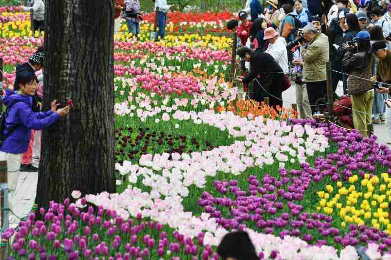  深度解析：国家植物园8000㎡郁金香花海背后的花卉科技密码 文化旅游
