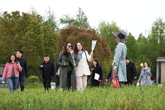  技术破局：3000亩郁金香背后的精细化运营体系 文化旅游