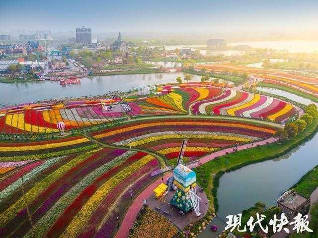 技术破局：3000亩郁金香背后的精细化运营体系