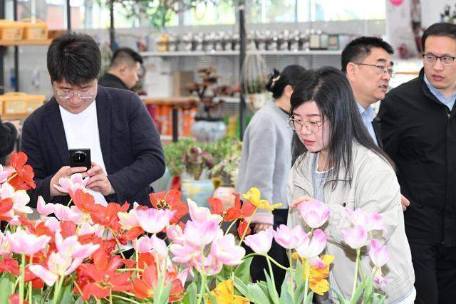 技术破局：3000亩郁金香背后的精细化运营体系 文化旅游