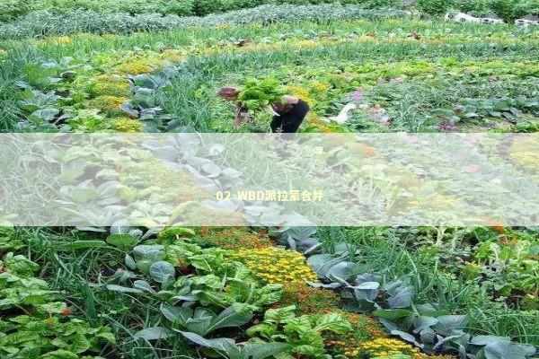 02-WBD派拉蒙合并