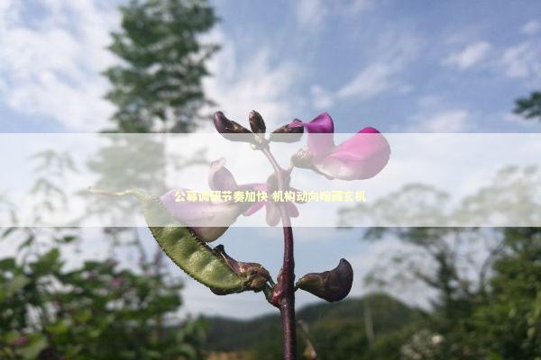 公募调研节奏加快 机构动向暗藏玄机